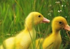 [每日农经]不能小瞧的杂交鸭 身价是普通鸭子的两三倍