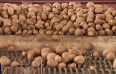 [聚焦三农]让小土豆成为餐桌上的主食