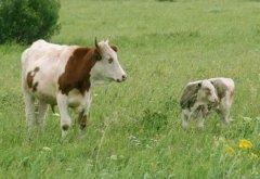 养牛知识大全：肉牛养殖常见技术问答