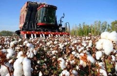 [聚焦三农]棉花种植户的两难选择,棉花价格走势将会如何?