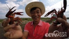 [致富经]赵芳明反季节养殖小龙虾价格高