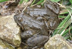 [每日农经]山泉水养大的石蛙长得壮