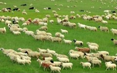 [农广天地养羊]呼伦贝尔羊养殖技术视频