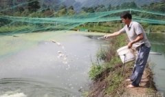 养殖台湾鳗鳅每亩年纯收益可达5万多元
