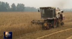 [聚焦三农]麦收季节 种粮大户遇烦恼