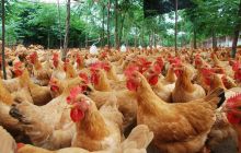 肉鸡价格跌至5年来最低,养殖户们又该如何应对?
