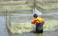 网箱养殖黄鳝的方法