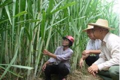 2015年甘蔗春季生产技术指导意见