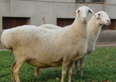 南王村的养羊致富经：“一只羊”带来的财富