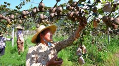 广西：种植红心猕猴桃成为群众收入的主要支柱