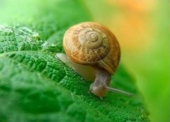 [科技苑]奇妙的蜗牛黏液