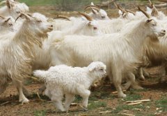 [每日农经]三条腿走向市场的阿白山羊养殖效益高
