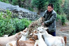 “富硒羊”白山羊养殖成为白河农民致富好项目