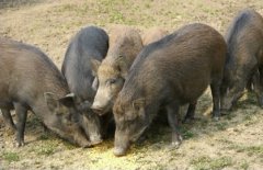 野山猪养殖前景与效益分析,养野山猪赚钱吗