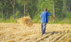 麦收季秸秆变废为宝 且看如何积造农家肥