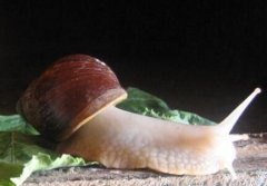 蜗牛养殖的利润是多少，养蜗牛赚钱吗