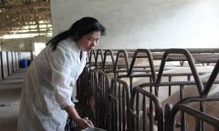 宜宾:失业女工廖廷芬的养猪创业致富路