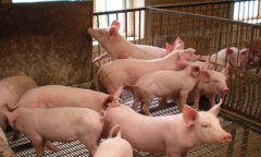 农户养猪为啥不赚钱,如何降低养猪成本?