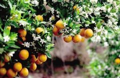 [科技苑]等到开花才摘果 反季节种植柑橘花果同树价格高