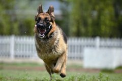 [科技苑]超级驯养师：警犬训练