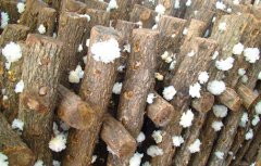 [农广天地]段木银耳栽培技术与银耳莲子羹的做法