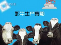 夏季奶牛饲养与管理【视频】