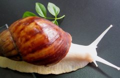 白玉蜗牛怎么养，养殖前景怎么样？