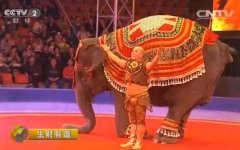 [生财有道]了不起的象爸爸 刘进城驯象表演年收益过千万