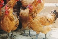 [农广天地养鸡]怎么防治鸡的慢性吸道疾病