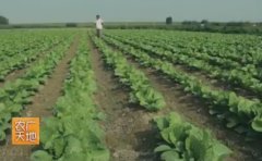 [农广天地]北方夏季小白菜栽培技术 菠菜抽薹如何防