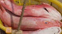 [每日农经]南海钓鱼记-探寻渔民捕捞红鱼增收的秘密