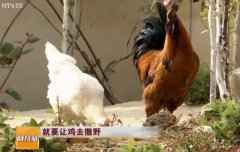 科技苑:段崇武养殖乌骨鸡 让鸡去撒野