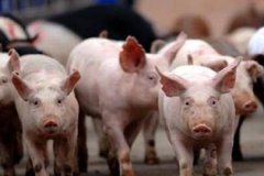 养猪业怎么样破解“资金、育种、转型、外资入侵”四大难题？
