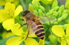 [科技苑]高温大棚蜜蜂授粉 什么样的蜜蜂还能工作