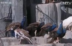 [生财有道]让孔雀飞起来 王钰戈壁滩养殖孔雀的财富之路