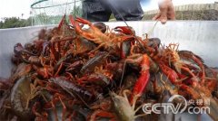 [致富经]海口虾叔赵芳明的小龙虾养殖创业梦