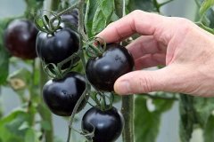 种植致富新项目:堪比黑珍珠的黑番茄亩收入高达10多万元