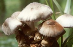 [农广天地]草菇的栽培方法
