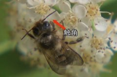 [农广天地养蜂]角额壁蜂授粉技术