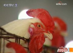 [科技苑养鸡]肉种鸡的饲养方法与饲料配方