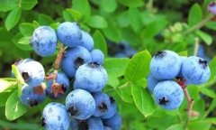 [科技苑]潘利军支招种蓝莓