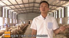 [科技苑养羊]吃竹笋壳竹叶的湖羊为啥又叫熊猫羊
