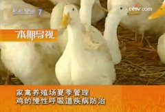 [农广天地]家禽养殖场夏季管理 鸡的慢性呼吸道疾病防治
