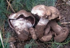 [科技苑]寻找神秘的地下大蘑菇 苇菇