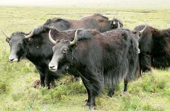 西藏那曲：牦牛养殖成为一条闪光的致富路