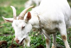 制约肉羊养殖业发展的四个因素，山羊养殖前景分析