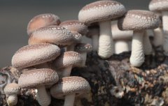 香菇栽培实用技术：畸形菇的防治