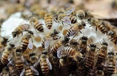 [科技苑养蜂]蜜蜂夏季管理技术