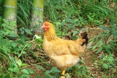 [科技苑]竹林里养鸡的秘密