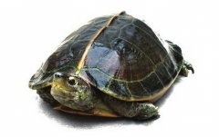 农广天地养龟:亚洲巨龟养殖技术